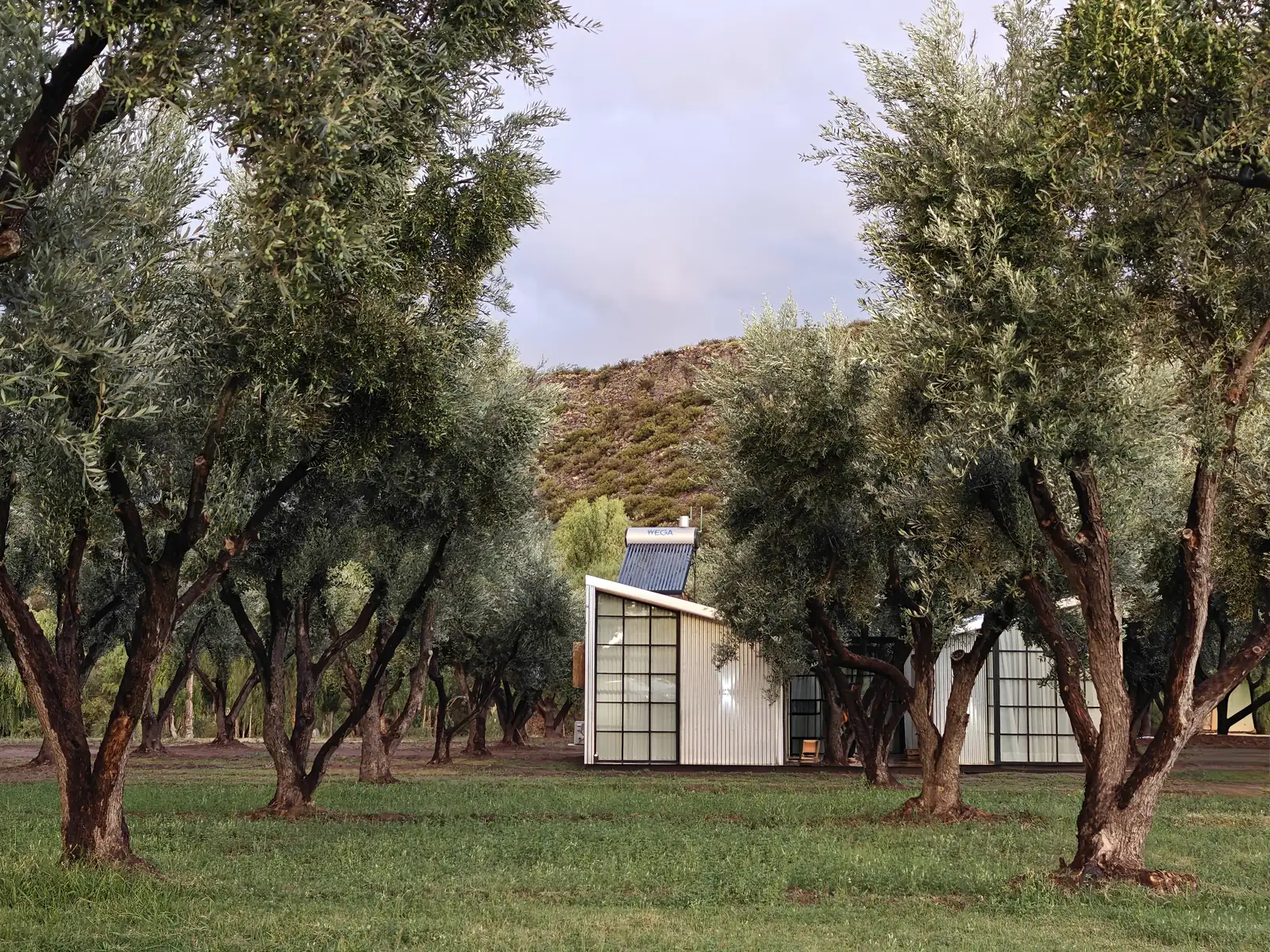 Cabañas entre olivos con los cerros detrás