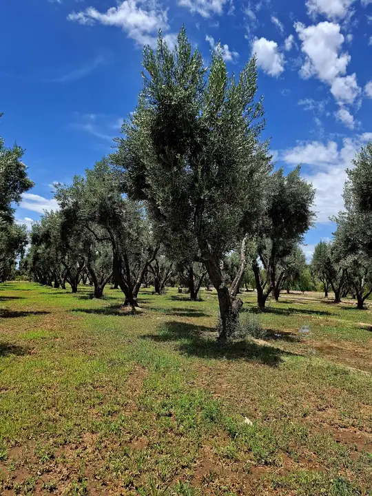 Olivos en hilera con cielo despejado