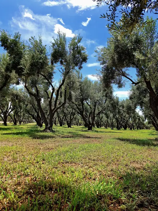 Hileras de olivos bajo el cielo azul