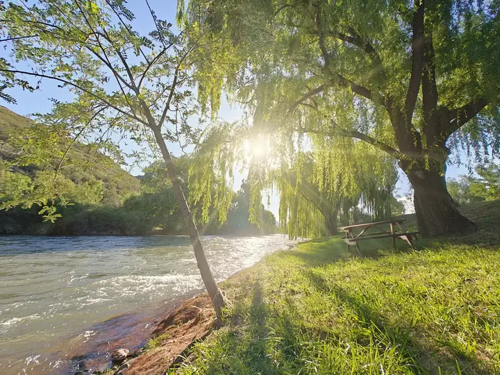 Costa del río Atuel bajo los sauces, con sol entre las ramas